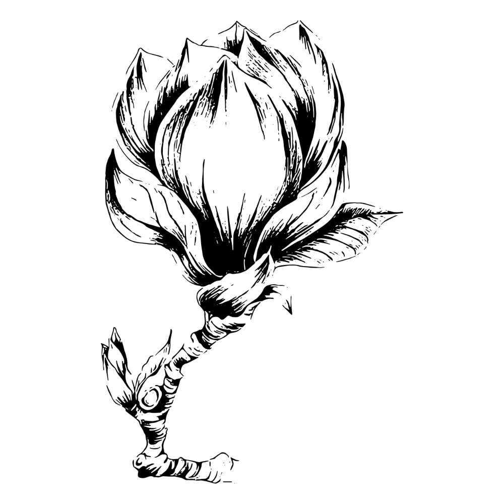 chrysanthemum